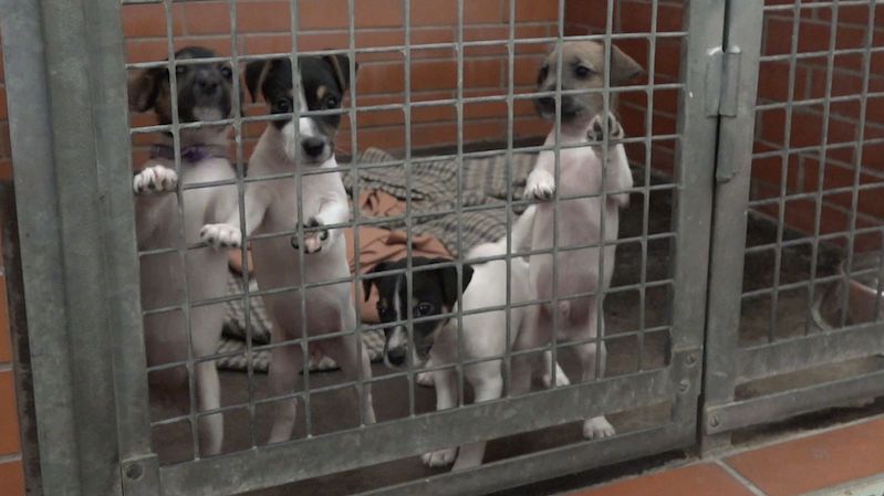 Ministerstvo stanovilo minimální prostor pro psy určené k rozmnožování